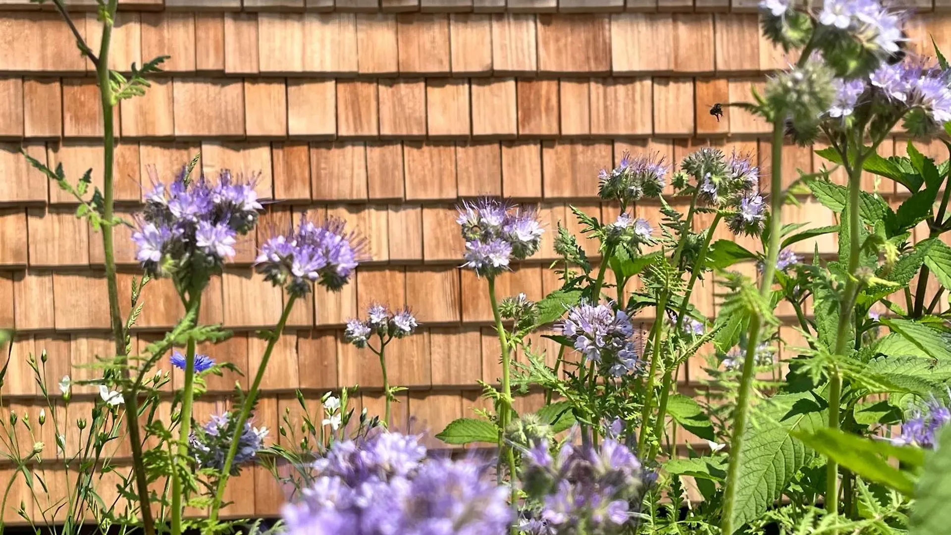 Wald Ist Zukunft Hotel Bernbeuren